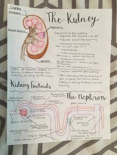 the kidney diagram is posted on a piece of paper