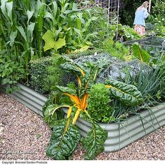 a garden filled with lots of green plants next to a woman in a blue shirt