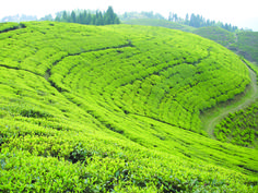 a large green hill covered in lots of trees and bushes on top of a lush green hillside