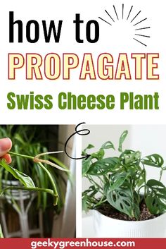 how to propagate swiss cheese plant with text overlay reading how to propagate swiss cheese plant