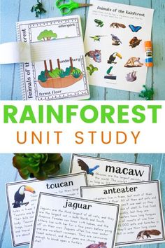 Rainforest Literacy Activities, Rainforest Activities For Kindergarten, Rainforest Science Activities, Rainforest Animals Printables, Rainforest Activities Preschool, Rainforest Activities For Kids, Rainforest Preschool, Food Chain Activities