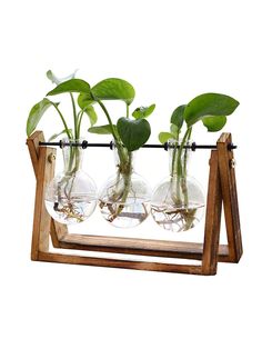 three glass vases with plants in them on a wooden stand against a white background