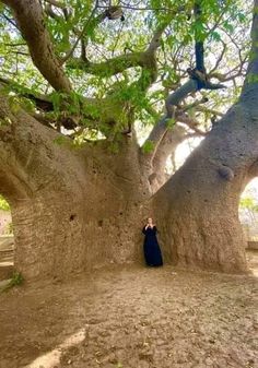 a person standing in front of a large tree