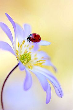 a ladybug sitting on top of a purple flower