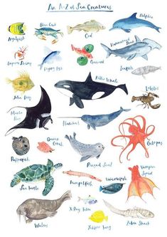 a poster with different types of sea animals