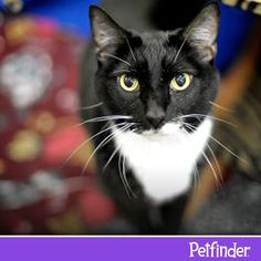 a black and white cat sitting on top of a chair next to a purple frame