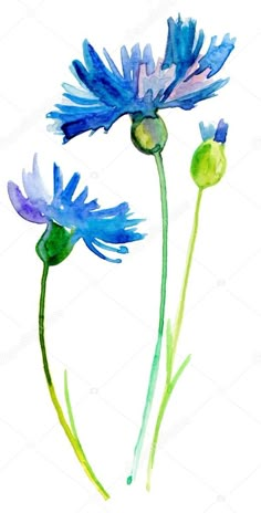 two blue flowers with green stems on a white background