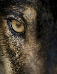 a dog's eye is shown in this close up photo