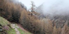 a trail in the mountains with trees on both sides and foggy sky above it