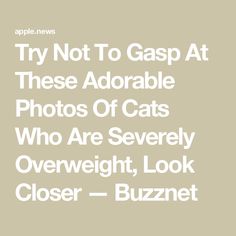 Try Not To Gasp At These Adorable Photos Of Cats Who Are Severely Overweight, Look Closer — Buzznet Photos Of Cats, Big Hearts, Big Heart, In The Winter, Cat Photo, Our Love, Animals