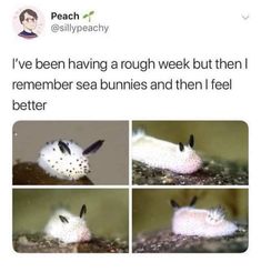 a white bird with black spots on it's face and the words, i've been having a rough week but then i remember sea bunnies and then i feel better