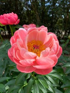 Image of Paeonia 'Coral Charm' taken at Juniper Level Botanic Gdn, NC by Lidia Churakova Peony Plant, Rabbit Resistant Plants, Creepers Plants, Itoh Peonies, Coral Charm Peony, Planting Peonies, Coral Peonies, Growing Peonies, Nursery Garden