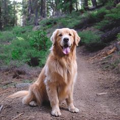 a large brown dog sitting on top of a dirt road next to a lush green forest