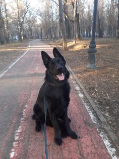 a large black dog sitting on top of a red brick road next to a park