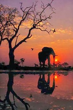 an elephant standing next to a tree at sunset