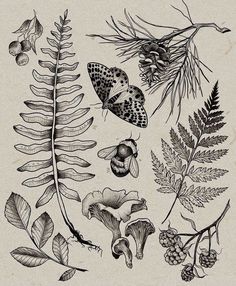 an illustration of various plants and insects