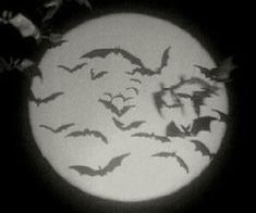 bats are flying in the night sky over a full moon with black and white silhouettes