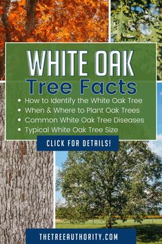 the white oak tree fact is shown in four different pictures, including an image of trees and