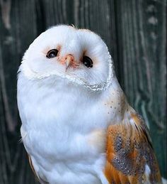 an owl sitting on top of a wooden table next to a fence and looking at the camera