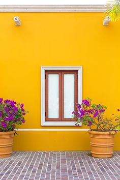 two potted plants sitting next to each other on a brick floor in front of a yellow wall