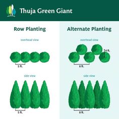 the different types of trees are shown in this diagram, which shows how to grow them