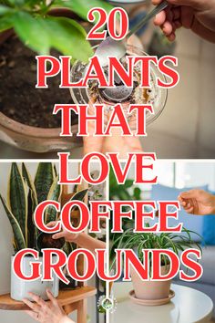 "Discover 20 plants that thrive with coffee grounds! Learn how coffee grounds for plants can enhance soil health and act as a natural plant fertilizer. Explore the benefits of using garden coffee as an eco-friendly garden fertilizer. Find out which plants love coffee grounds and how to effectively use coffee grounds as fertilizer for vibrant, healthy growth. Perfect for gardening enthusiasts looking to boost their plants with plants that love coffee grounds!" Leftover Coffee Grounds, Coffee Grounds For Plants, Homemade Plant Fertilizer, Coffee Grounds As Fertilizer, Natural Plant Fertilizer, Leftover Coffee, Plant Fertilizer, Eco Friendly Garden, Uses For Coffee Grounds