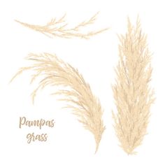 two pampoas grass are shown on a white background with the words pampoas grass