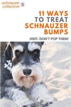 a dog laying in the sand with text overlay that reads 11 ways to treat schnauzer bumps hintt don't pop them