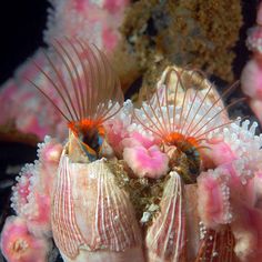 two sea urchins sitting on top of some coral in an aquarium with pink and white colors