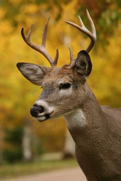 a close up of a deer with antlers on it's head and trees in the background