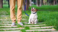 a dog sitting on the ground with its mouth open while being walked by a person