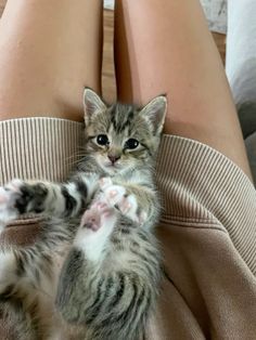 a small kitten is sitting on someone's lap with its paw in the air