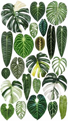 various types of tropical leaves arranged in different shapes and sizes on a white background stock photo