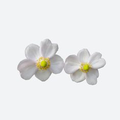 two white flowers with yellow stamens in the center on a white background,