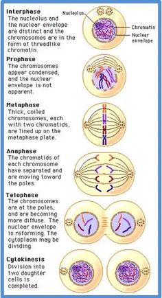 the structure of an eye and how it is used to see what's inside