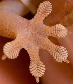 a close up of a starfish on someone's arm