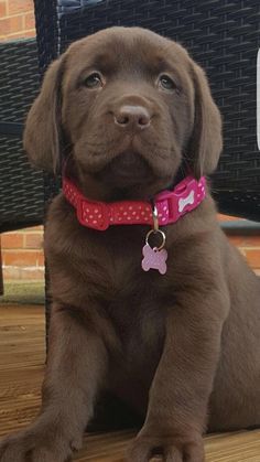 a brown dog sitting on top of a wooden floor next to a black chair with a pink collar