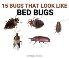 bed bugs and other insect species with text overlay that reads, 15 bugs that look like bed bugs