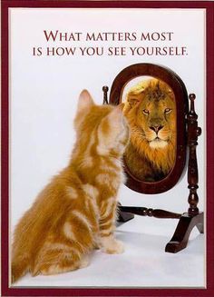 a cat looking at its reflection in a mirror with the caption he de hay su vanidaad