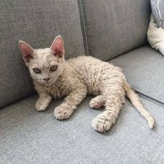 a cat laying on top of a gray couch