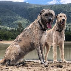 two shaggy haired dogs standing next to each other on a beach with mountains in the background