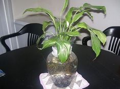 a glass vase filled with water and plants on top of a table