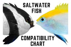 two fish facing each other with caption that says saltwater fish compatibly chart