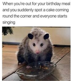 an opossm sitting on the floor next to a bowl with food in it