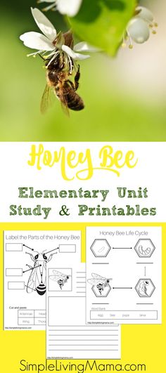 the honey bee elementary unit study and printables is shown in this image with text