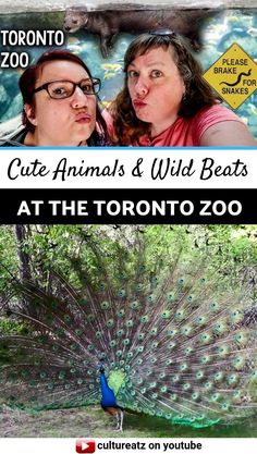 two women are looking at a peacock with the caption cute animals and wild beasts at the toronto zoo