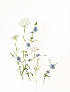 some blue and white flowers on a white background