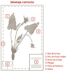 the instructions for how to make a fake flower bouquet with flowers and leaves in spanish