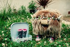 a furry animal with boots and flowers in its mouth sitting on the ground next to a suitcase