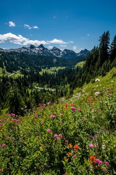 wildflowers on the side of a hill with mountains in the background